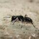 DT service Disinfestazione Formica Carpentiere Camponotus