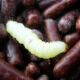 DT service Disinfestazione Tignola fasciata larva